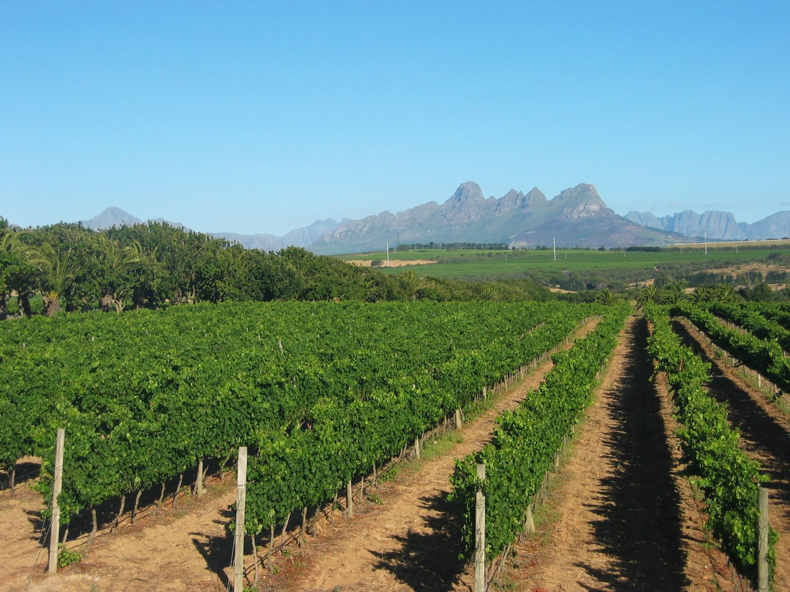 Vineyards near Stellenbosch in the Western Cape
